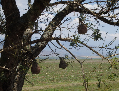 Weaver Nests.